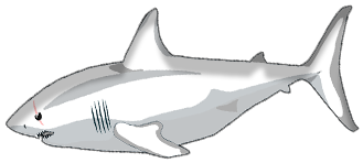 The Great White Shark